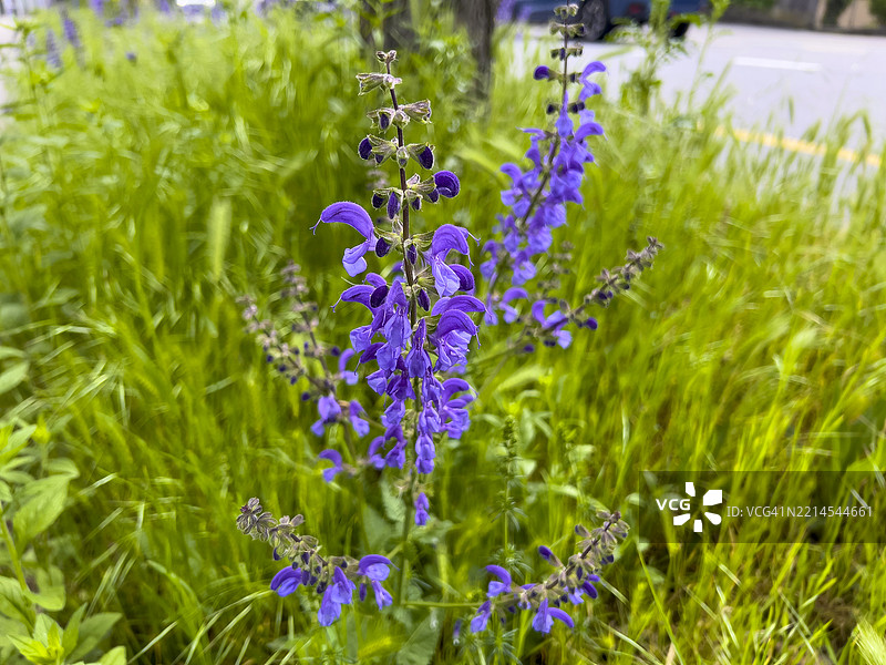 春季盛开的草地鼠尾草植物图片素材