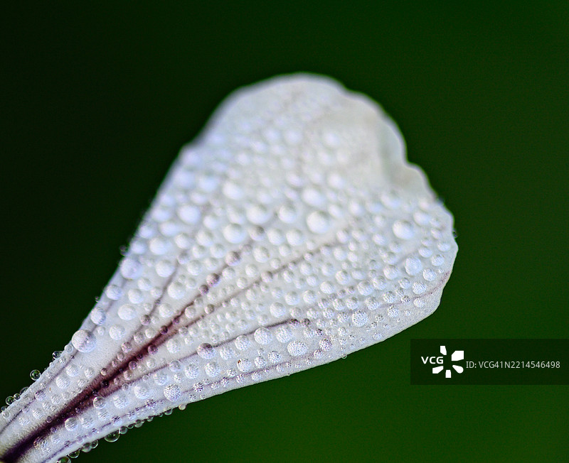 白色花瓣上覆盖着露珠，背景是深绿色的。图片素材