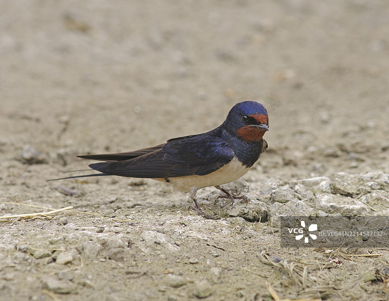 燕子 [Hirundo rustica]图片素材