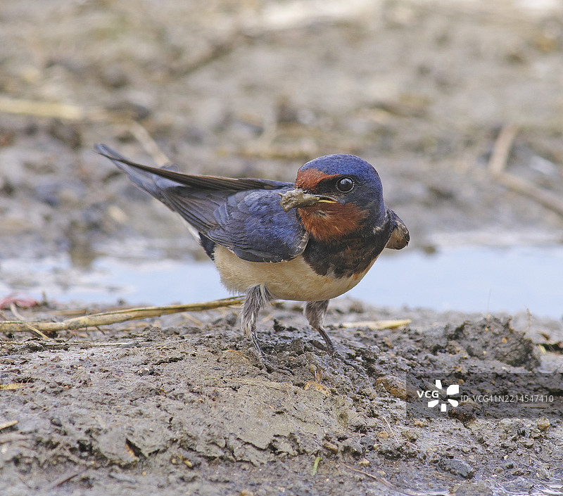 燕子 [Hirundo rustica]图片素材