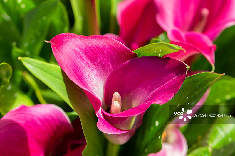 粉色的卡拉百合图片素材