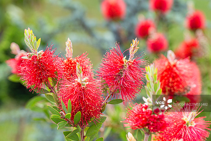 猩红瓶刷花图片素材