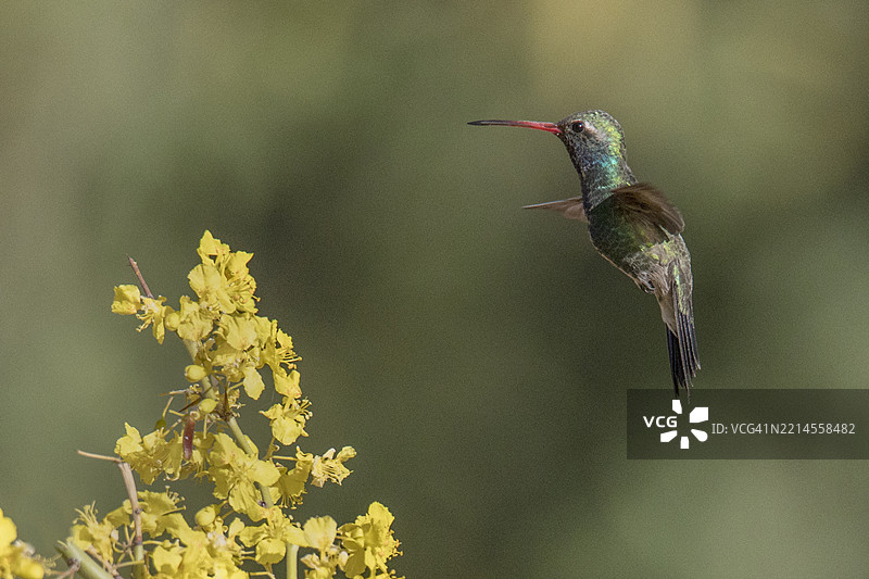 雄性宽嘴蜂鸟飞向花朵图片素材