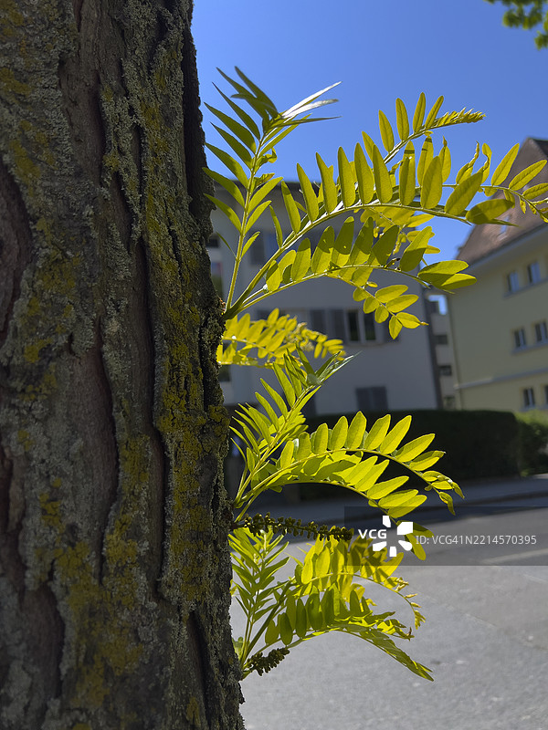 蜜槐树干上的新叶图片素材