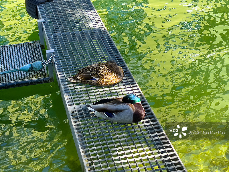 一对野鸭在比尔湖的码头上图片素材