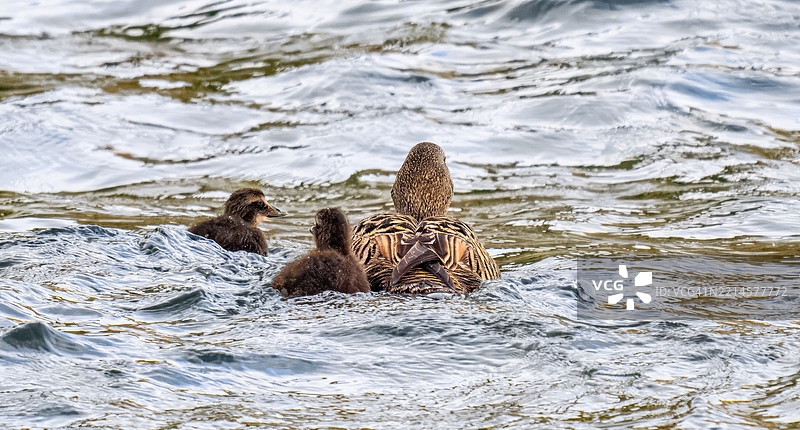 和妈妈一起闲逛图片素材