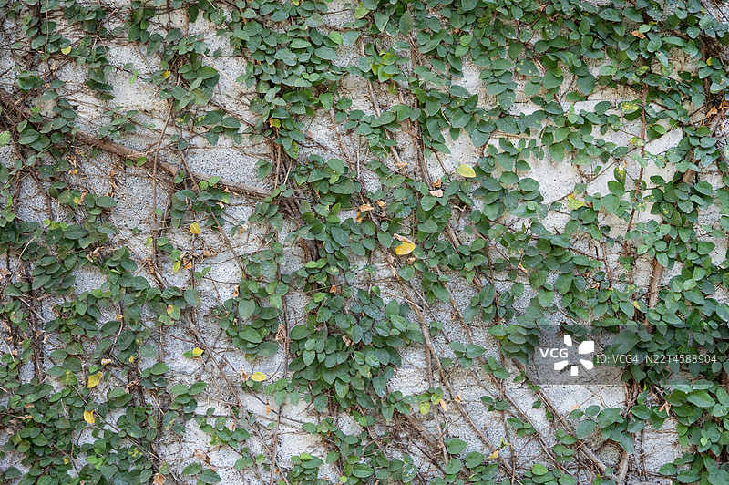 茂盛的绿色常春藤生长在水泥墙上。图片素材