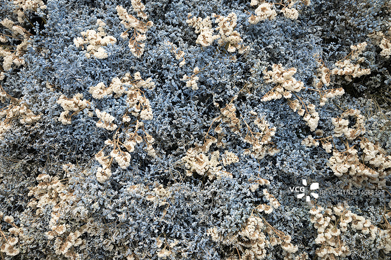 一束干燥的蓝白色花朵图片素材