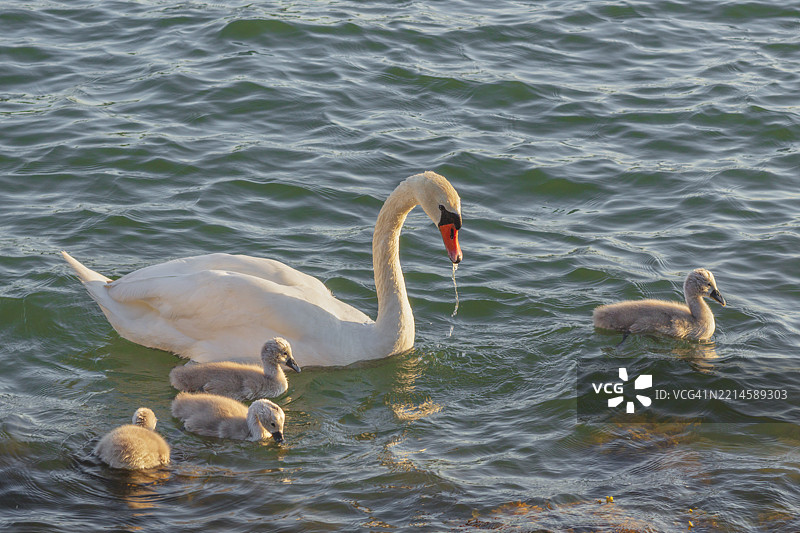 在夏季的土尔库群岛，黄昏时分，一只静音天鹅与小天鹅在波罗的海中游泳。图片素材