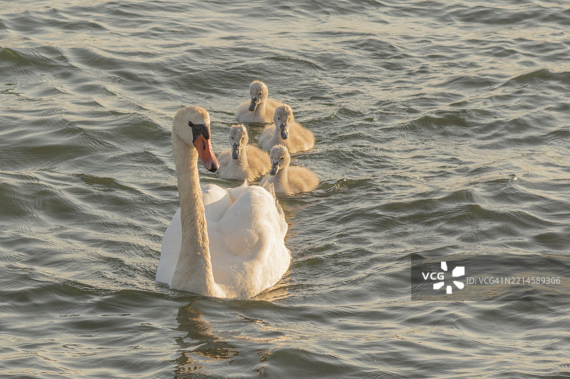 在夏季的土尔库群岛，夕阳下，默特天鹅与小天鹅在波罗的海中游泳。图片素材