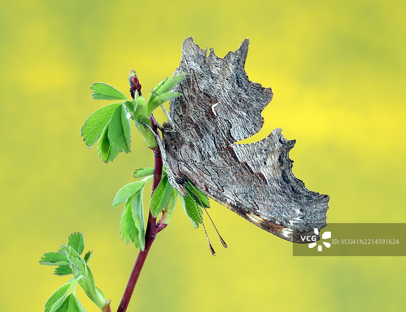 白斑小灰蝶图片素材