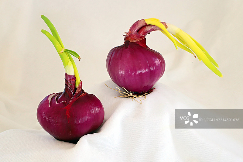 发芽的红洋葱图片素材