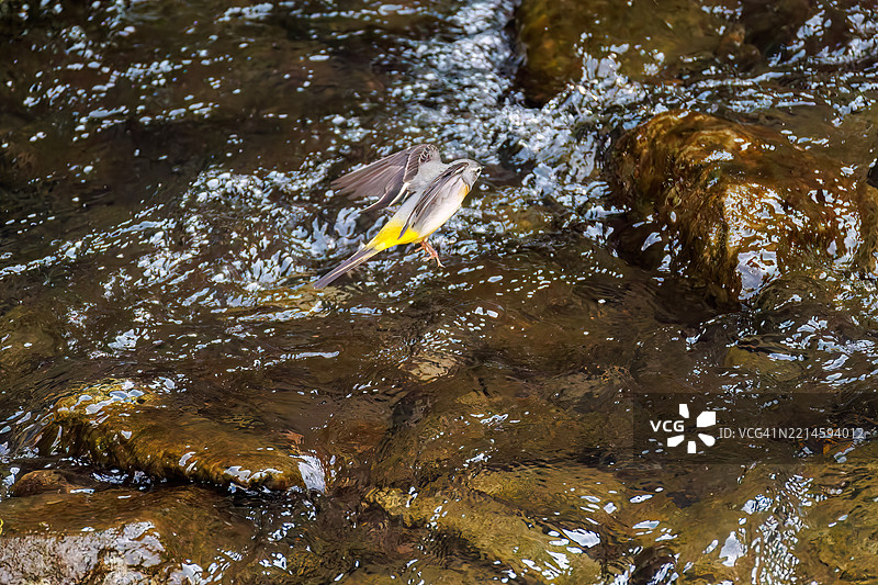 一只美丽的灰鹡鸰（Motacilla cinerea，鹡鸰科）在小溪中洗澡并拍打翅膀。图片素材