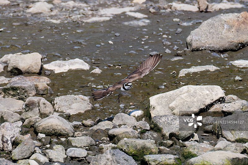 美丽的小环颈鸻，Charadrius dubius，正在拍打翅膀飞起。图片素材