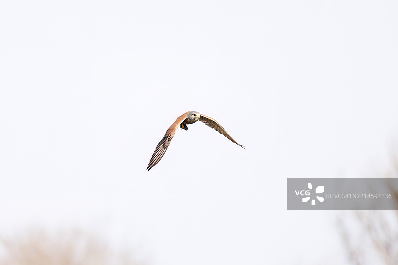 美丽的普通雀鹰(Falco tinnunculus:隼科)在空中悬停捕猎。它抓住了一只日本草田鼠,亚种名为Alexandromys montebelli。图片素材