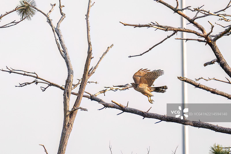 一只美丽的北方苍鹰（Accipiter gentilis，隼科）正在拍打翅膀飞出，正与一只丛林乌鸦（Corvus macrorhynchos，乌鸦科）搏斗。图片素材