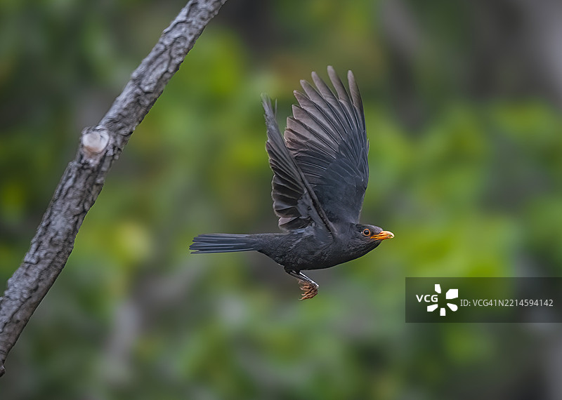 黑鸫（Turdus merula）在飞翔图片素材