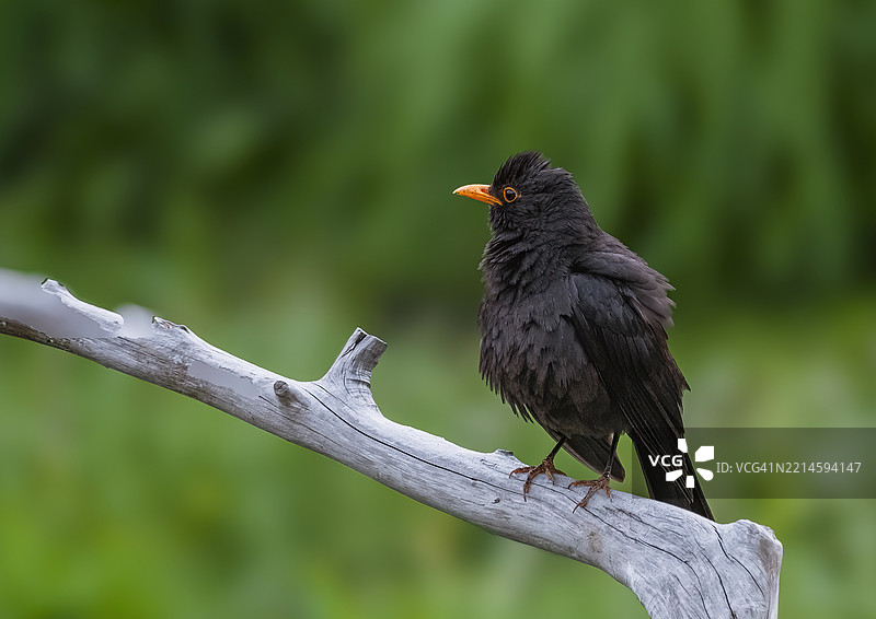 黑鸫 (Turdus merula)图片素材
