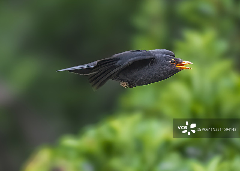 黑鸫（Turdus merula）在飞翔图片素材