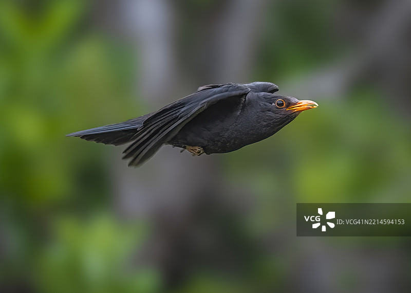 黑鸫（Turdus merula）在飞翔图片素材