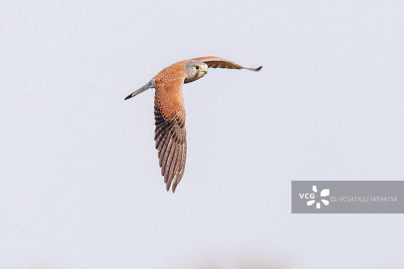 美丽的普通雀鹰（Falco tinnunculus：隼科）在空中悬停捕猎。他抓住了一只日本草田鼠，亚历山大田鼠（Alexandromys montebelli）。图片素材