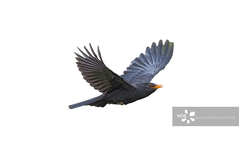 黑鸫（Turdus merula）在飞翔图片素材