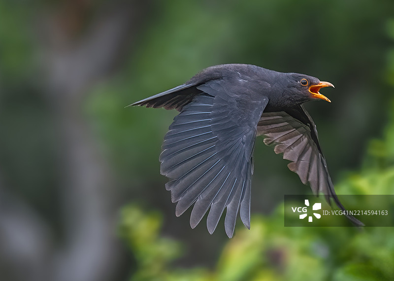 黑鸫（Turdus merula）在飞翔图片素材