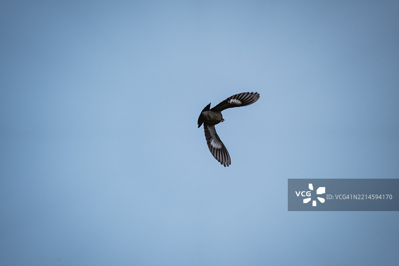 鸟儿在蓝天中飞翔图片素材