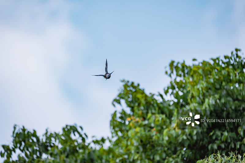 在松树上空飞翔图片素材
