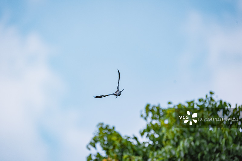 在松树上空飞翔图片素材