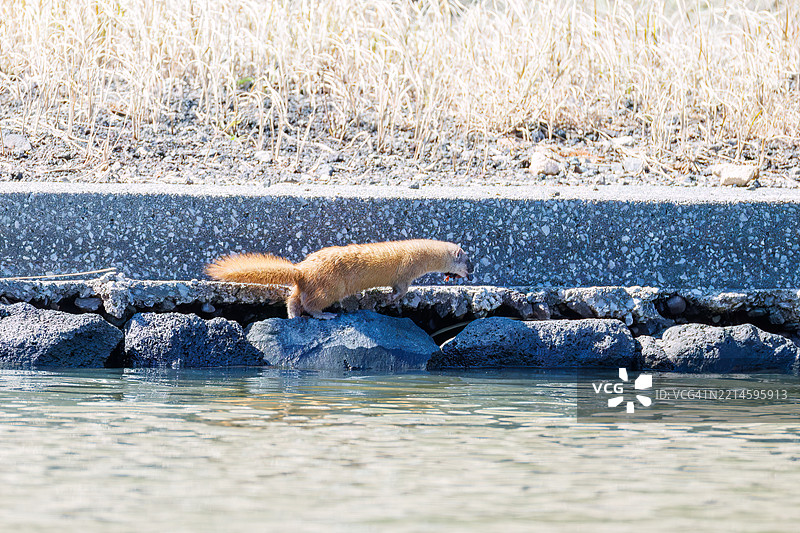 一只可爱的日本鼬鼠（Mustela itatsi，鼬科）。它跳进池塘里抓住了一只日本火腹蝾螈（Cynops pyrrhogaster）。图片素材