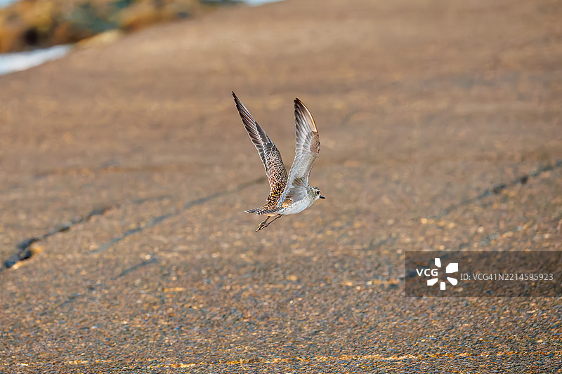 一只美丽的灰斑鸠，黑腹斑鸠，Pluvialis squatarola，正在拍打翅膀飞翔。索科多港和索科多海滩的日出。图片素材