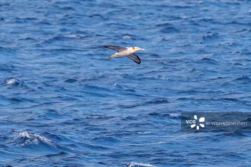一只巨大的短尾信天翁（Phoebastria albatrus）在海岸外飞翔。翼展超过2米。图片素材