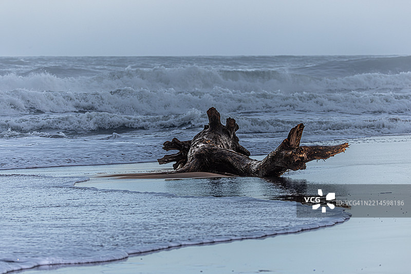 被海水冲上岸的漂流木 - 印度洋图片素材