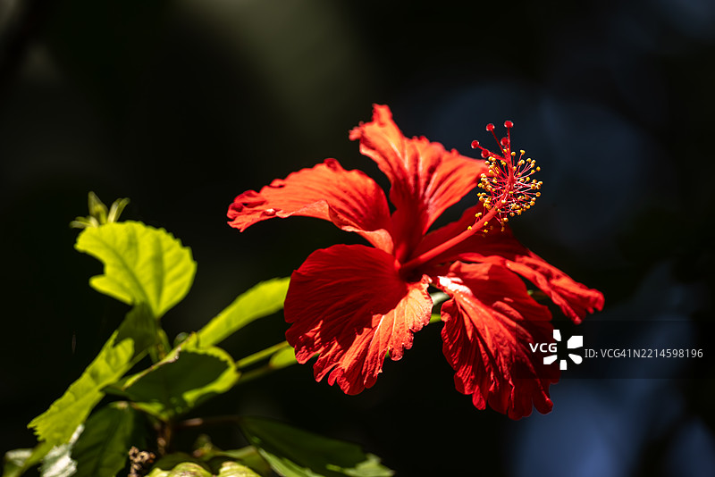 阳光下的红色木槿花图片素材