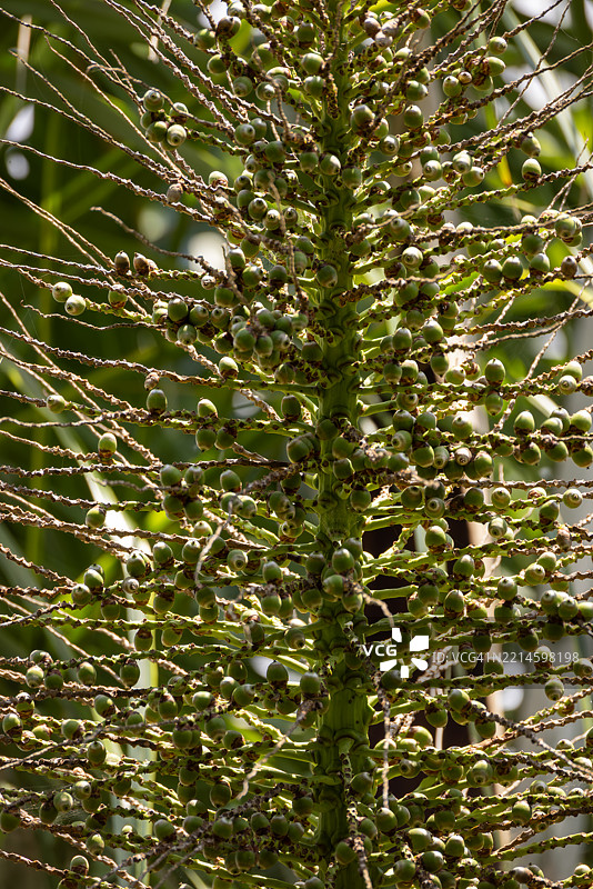 南非的椰枣花序与正在发育的果实图片素材