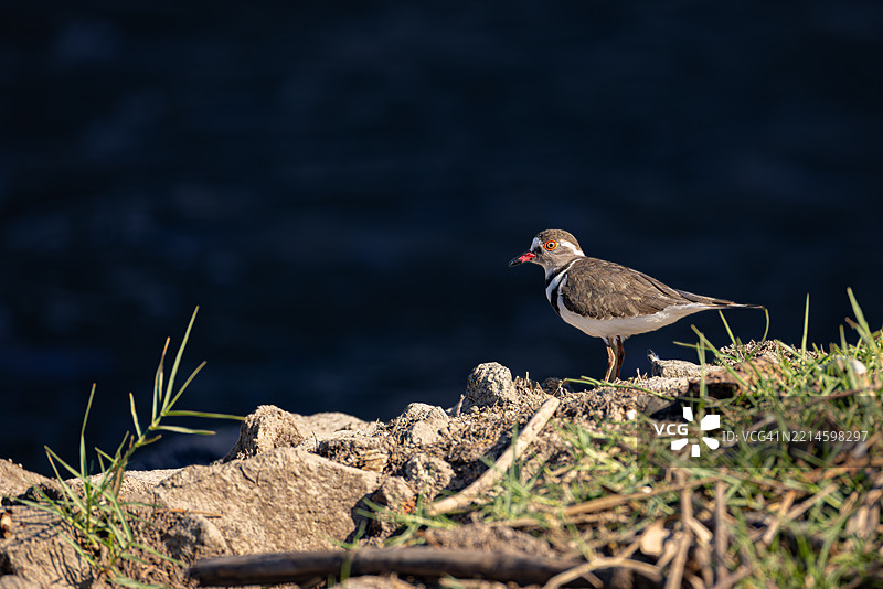 南非日落时分河岸上的三带鸻图片素材