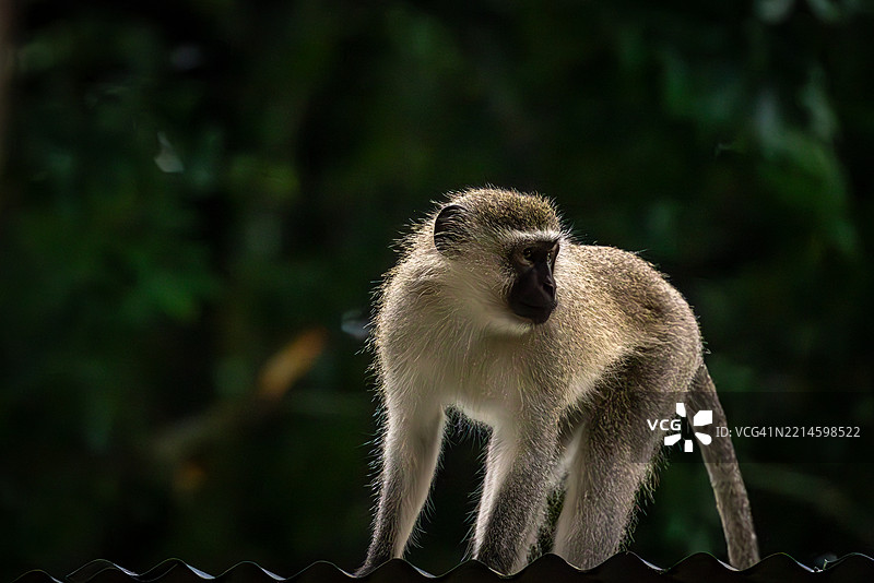 维尔维特猴图片素材