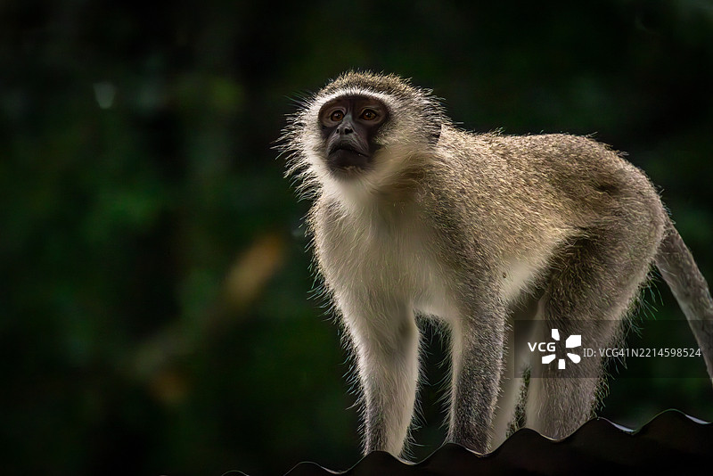 南非森林边缘屋顶上的野生维尔维特猴图片素材