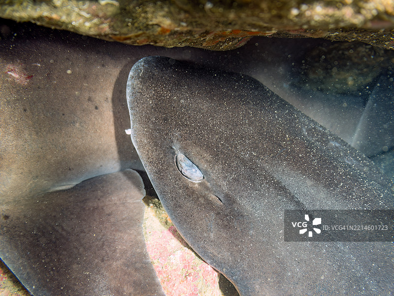 带纹犬鲨的鱼群,鲨鱼,三角鲨。斑点雀鲷,Ostorhinchus notatus。它们在海洞中成群打盹。图片素材