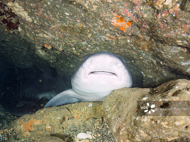 带纹犬鲨的学校，鲨鱼，三角鲨，斑点鳍红雀鱼，Ostorhinchus notatus鱼。它们成群睡觉。牙齿可见。在海洞中。图片素材