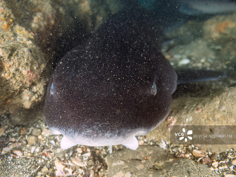 带纹犬鲨的学校，鲨鱼，三角鲨。斑点红雀鱼，Ostorhinchus notatus。它们在海洞中成群打盹。图片素材