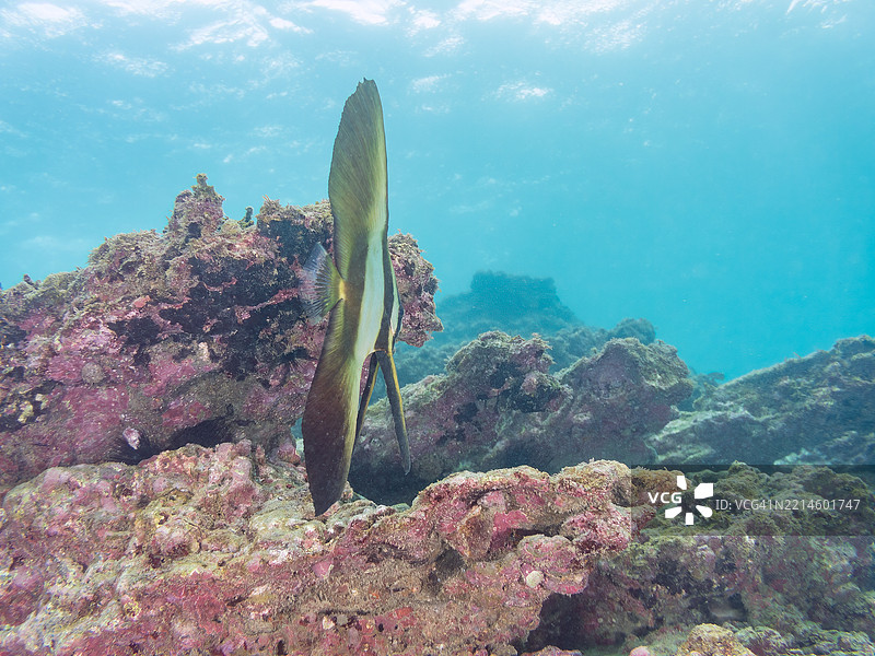 金色铲鱼(Platax boersii)幼鱼。一群美丽的斑点颈红雀鱼(Ostorhinchus notatus)和其他鱼类在水下洞穴中游弋。图片素材
