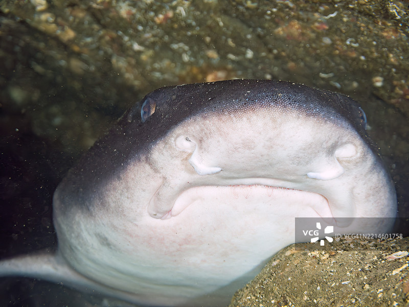 带纹犬鲨的学校，鲨鱼，三角鲨，斑点鳃鱼，Ostorhinchus notatus鱼。它们成群睡觉。牙齿可见。在海洞中。图片素材