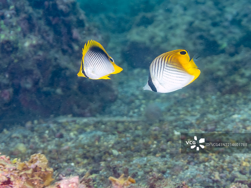黑背蝴蝶鱼，黑斑蝴蝶鱼，线鳍蝴蝶鱼，幼年金带蝴蝶鱼。图片素材