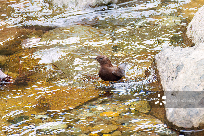 一只美丽的棕色水鸲（Cinclus pallasii）在小溪中寻找食物。它擅长水中活动，能够跳入瀑布中。图片素材