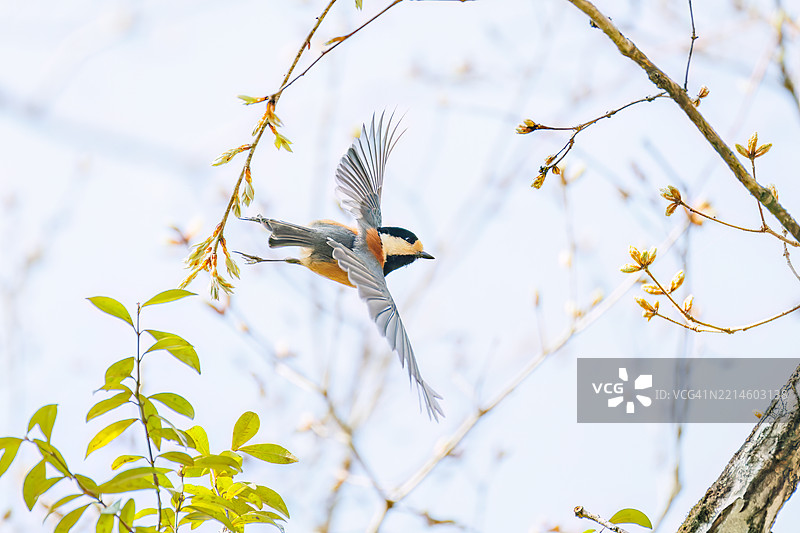 斑胸雀 (Sittiparus varius) 鸟。图片素材