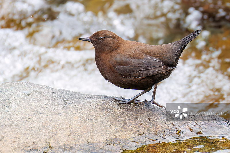一只美丽的棕色水鸲（Cinclus pallasii）在小溪中寻找食物。它擅长水中活动，能够跳入瀑布中。图片素材