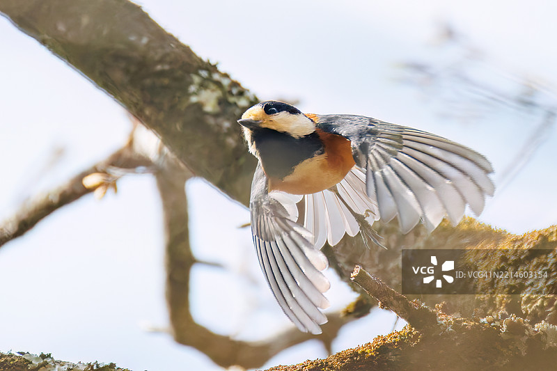 杂色山雀（Sittiparus varius）鸟。图片素材