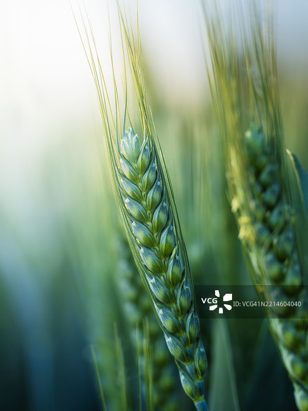 小麦田里有未成熟的小麦图片素材